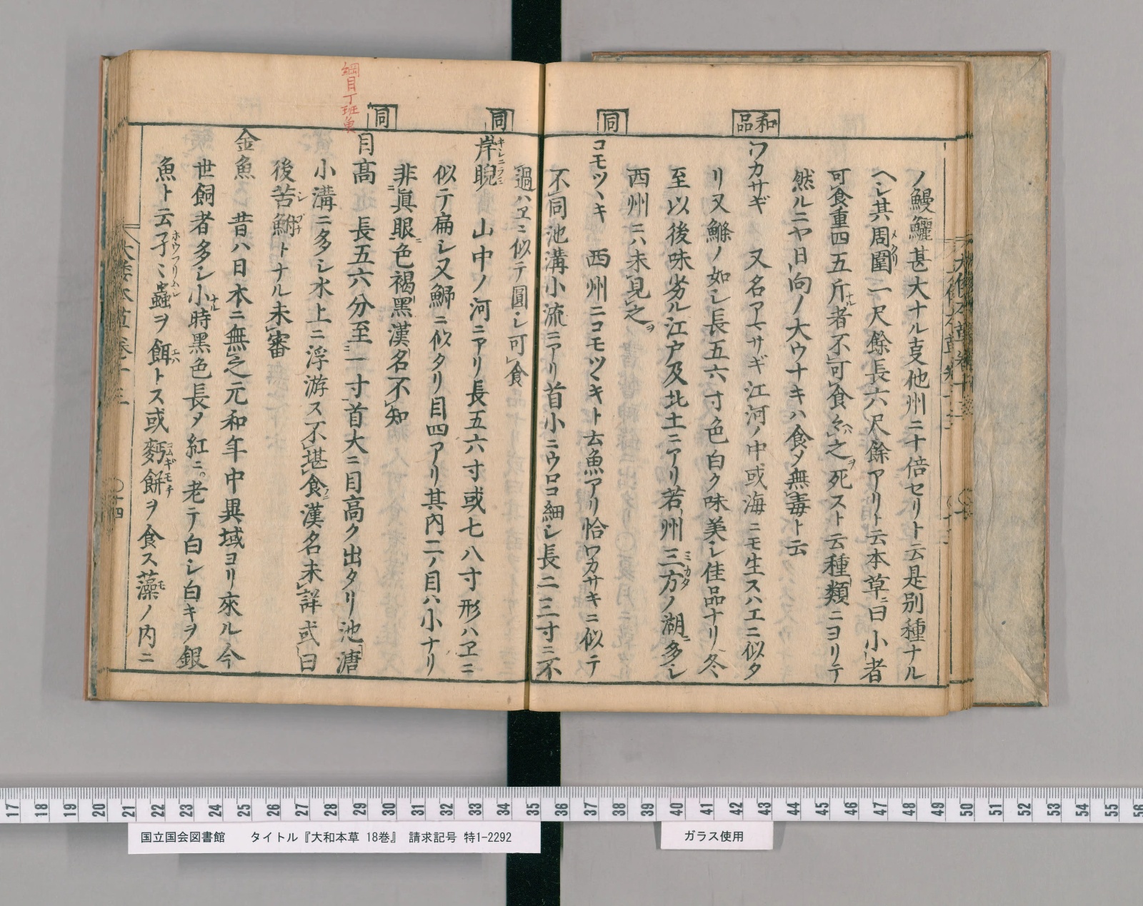 『大和本草』巻十三コマ16の見開き。右ページの中ほどにカタカナの見出し「ワカサギ」