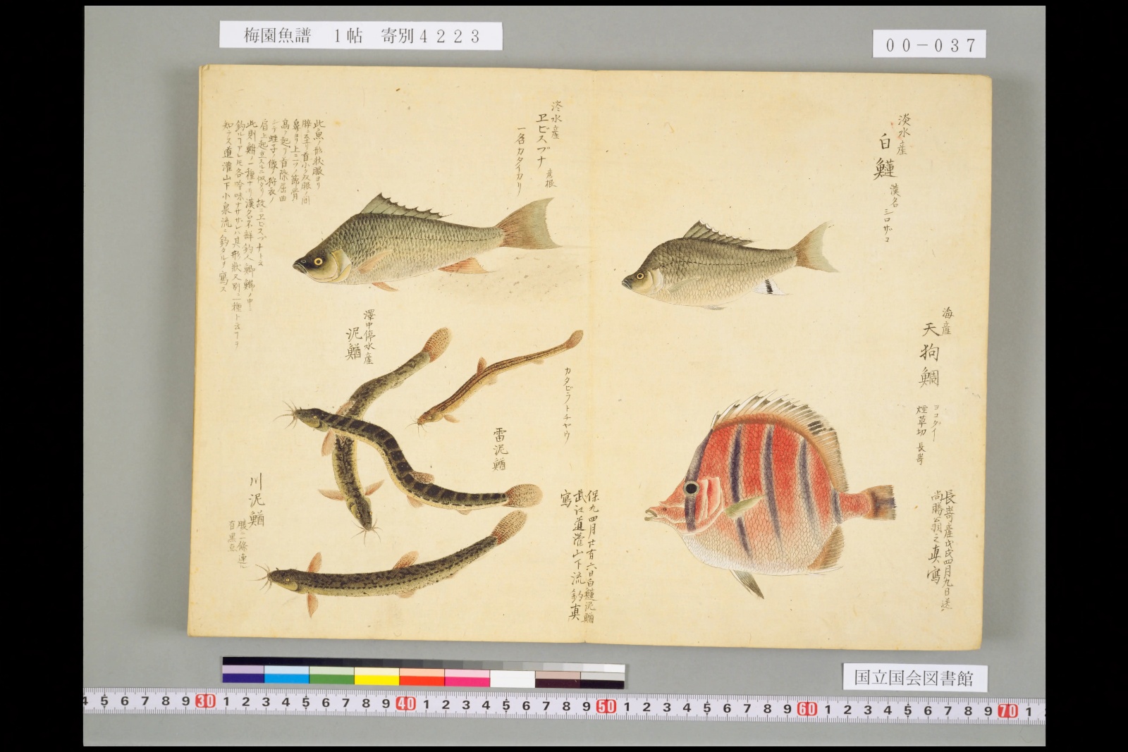 『梅園魚譜』巻三に描かれたドジョウ三尾。左下が「川泥鰌」、中央が「雷泥鰌」